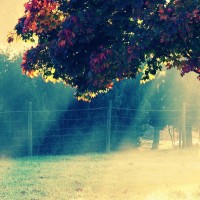 QQ飞车手游:剃刀家族鹏弟剃刀纵横车神局,谁