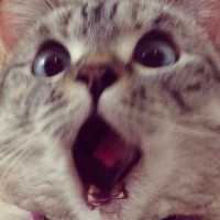 小女孩出的字谜_一只狗四个口,你知道是什么字