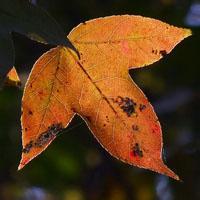 爱的时差:老何应聘奚梦瑶为私人按摩师,愿做她