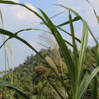 《第聂伯防线》攻入城市后,用这个大炮进行轰