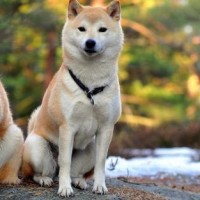 外国人看中国抖音的变装秀!看看他们怎么说的