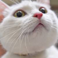 巴基斯坦出动8架战机护航 就因为大型飞机上那