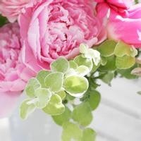 这场世界杯比赛瑞典韩国谁会赢?看来狗狗的选