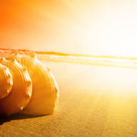 《古惑仔之洪兴十三妹》东星那帮人在尖东砍太