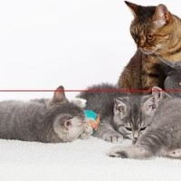 家有一只霸王狗,喂它喝牛奶还呲牙咧嘴的真难