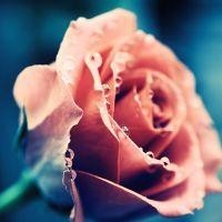 他爹男方家境好!但也不能把闺女往火坑里推啊