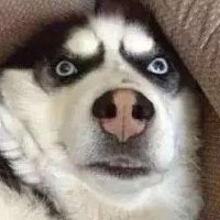 王者荣耀:小乔看好了,妲己宝宝教你闪现杀人