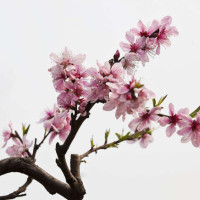 赵忠祥老师领唱少年中国说,很有气势,不愧是专