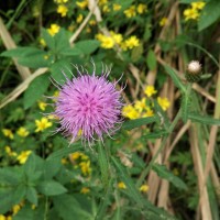 西充南岷山程真会,真热闹