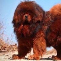 当家的女人:姑妈怀疑菊香当家多花钱,挑唆哥哥