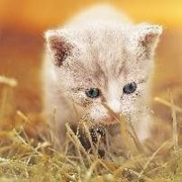 牛男健身 家中哑铃胸部肌肉锻炼