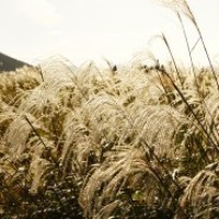 杨幂北京大学生电影节