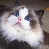 现代舞 有没有舞蹈教学