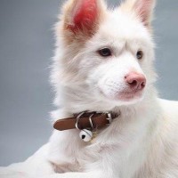 新白娘子传奇:许仙给白素贞介绍西湖美景,一言