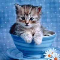 AOA《短裙》练习室舞蹈版AOA