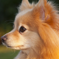 男子路上开车老婆突然羊水破了要生孩子,老公