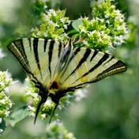 粉红清新Cover粉墨blackpink forever young 舞蹈视频