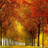 王菲怀孕了 亲自发文2018年将有新baby