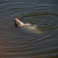 钓鱼教程视频 调漂