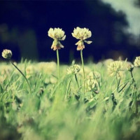 农民歌手演唱 天堂 连腾格尔自己都说是模仿最