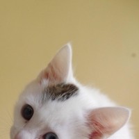 熊出没:光头强为什么不让熊大熊二碰自己的头