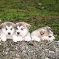 天骐解说 黑客银行大盗01我的世界黑客银行大