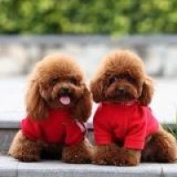 小本 我的世界隔离区11 疯狂过山车