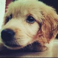 猪肉不能和黄豆 菊花 香菜 虾一起吃,它们相克!