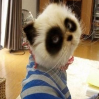 热门舞蹈泰式电摆洗脑舞步,教学分解动作简单