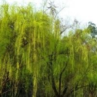 大话西游,曾经有一段真挚的爱情摆在我面前,真