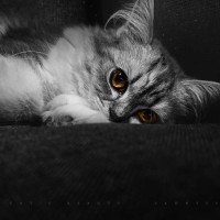 小哥斯拉被螃蟹王打死了,红莲哥斯拉暴揍螃蟹