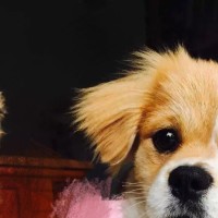 从夏观底盘 本田冠道:造 好车 的共性