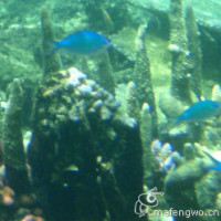 迈克尔杰克逊最经典的舞蹈,世界舞王的称呼果