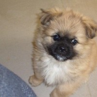 大司马_ 盲僧秀神操作W闪手速太快了, 结果满