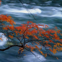 当年网红主播菲儿能赚百万,听完这首歌就知道