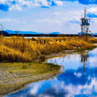 这么好吃的芒果黑糯米,在家随时都能吃