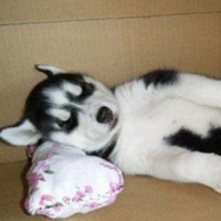 实拍韩红在饭局上即兴演唱飚高音 一开嗓就把