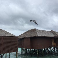 唐嫣罗晋为首大量电视剧成为积压剧,网友看了