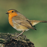 这是什么鸟的叫声?太好听了