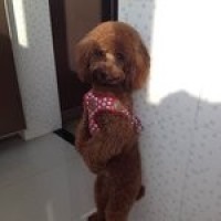 快手最火8种舞蹈,社会摇,慢动作教学,傻子都能