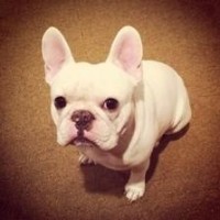 双世宠妃2:小檀尝了口糖人,却没带钱,主动说要