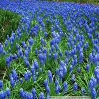 袁咏仪见别墅大夸好有钱眼睛都发光,张智霖见