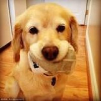 斗龙战士 宝贝龙进化 斗龙的能量卡