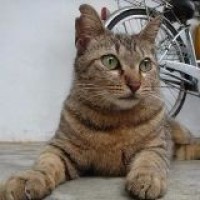 戚薇不跟韩国老公学韩语 说出原因后 主持人惊