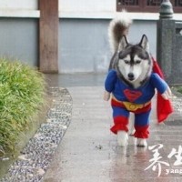 王者荣耀搞笑系列,这个歌谁唱的,唱出了我的心