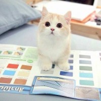 沈腾和贾玲放在一起演电视剧,每一集都像是在