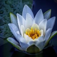 谢娜杨幂等女星唱军歌,把杨幂声音拿出来单放