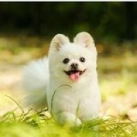 吃播 韩国大胃王欧尼大口吃三文鱼寿司