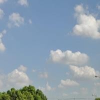 少儿动画片 古薇市长呼叫莱德,汪汪队立大功:蝙