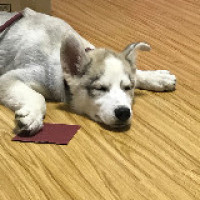 金龙鱼和罗汉鱼一起混养 动物界的弱肉强食暴